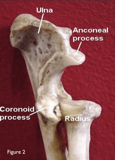 ELBOW DYSPLASIA IN DOGS - Veterinary Specialists Aotearoa | Veterinary ...