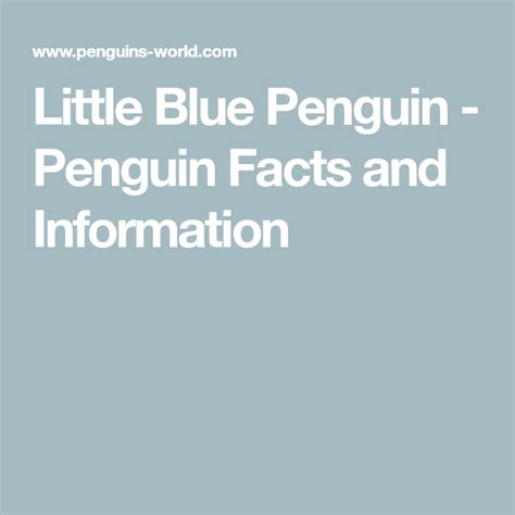 Little Blue Penguin - Penguin Facts and Information | Penguin facts, Penguins project, Penguins