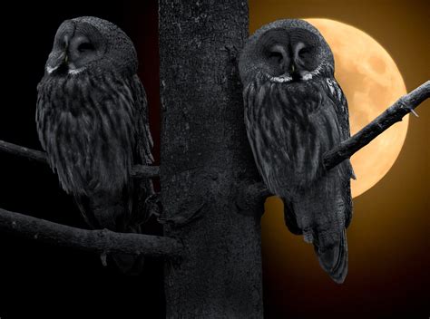 Night Owls Unite (My Life with Delayed Sleep Phase Disorder, Part II) | SRBR: Society for ...