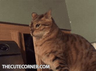 Funny Cat Gifs