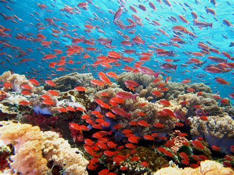marine ecosystems - National Geographic Society