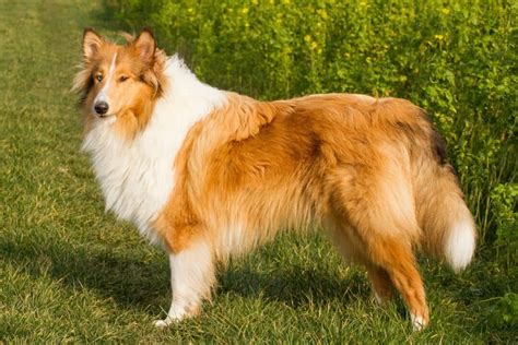 Lassie rentre à la maison : de quelle race est le célèbre chien du film ? - Versus Magazine ...