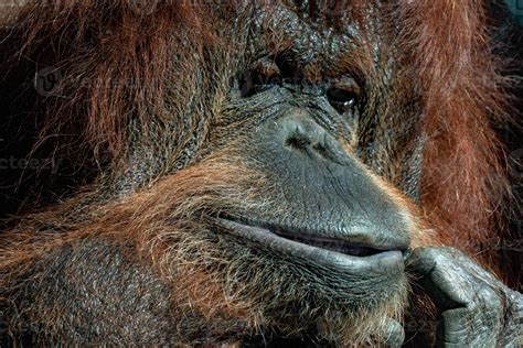 orangutan face portrait 17429586 Stock Photo at Vecteezy