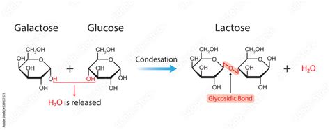 Lactose Formation. Glycosidic Bond Formation From Two molecules, Glucose And Galactose. Vector ...