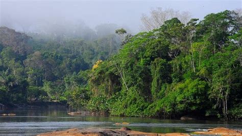 Shift: Reisen durch den Amazonas-Regenwald | Amazonas regenwald, Regenwälder, Amazonas