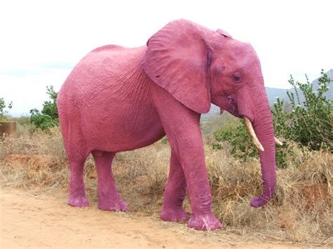 🔥 [40+] Pink Elephant Wallpapers | WallpaperSafari