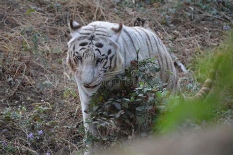 Wildlife stock photo. Image of white, wildlife, tigers - 133339158