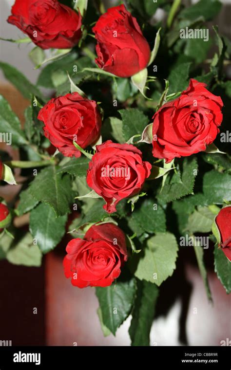 Bouquet of red rose buds Stock Photo - Alamy