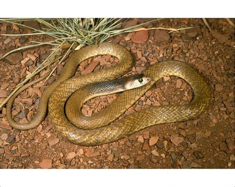 Print of Western brown snake (Gwardar) - juvenile | Western brown ...