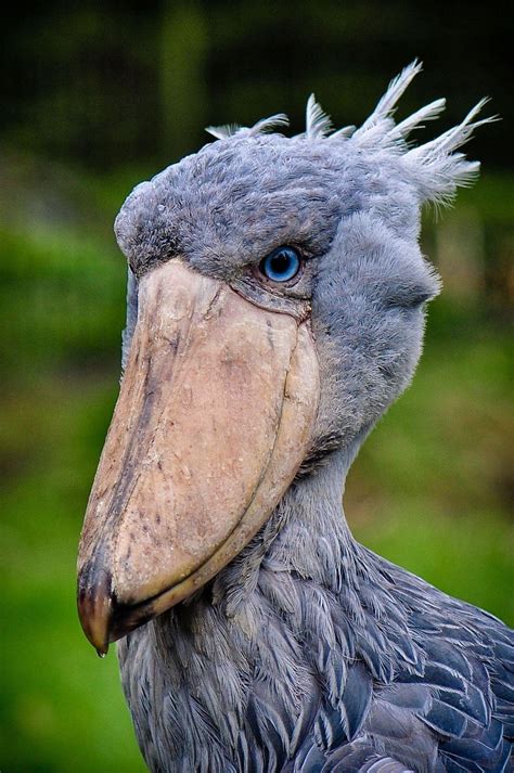 Shoebill (Balaeniceps rex) Photo by Patrick Weinhold Pretty Birds, Beautiful Birds, Animals ...