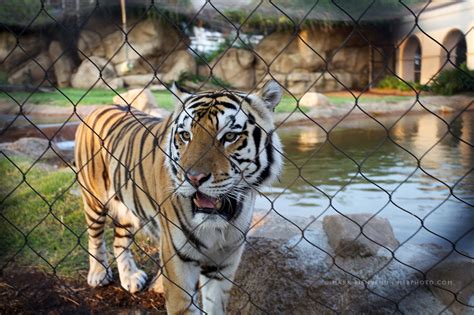 Mark Bienvenu | Mike the Tiger at LSU