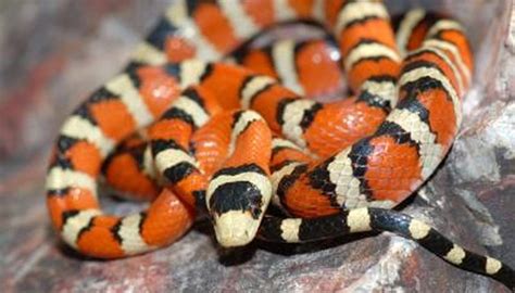 How to Identify Red & Black Striped Snakes | Sciencing