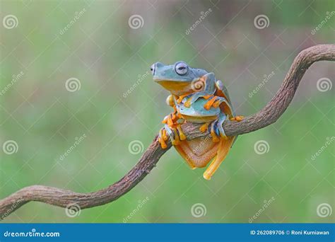 Flying Frog, Javan Tree Frog, Rhacophorus Reinwartii Stock Photo - Image of exotic, curtain ...