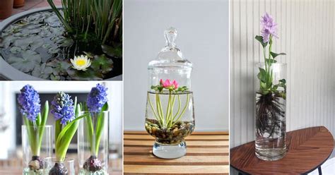 10 Water Flowers that Grow in Containers and Vases | Bulbous plants, Water flowers, Container ...