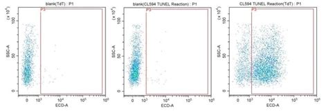 Proteintech CoraLite 594 TUNEL Assay Apoptosis Detection Kit 50 Tests:Cell | Fisher Scientific