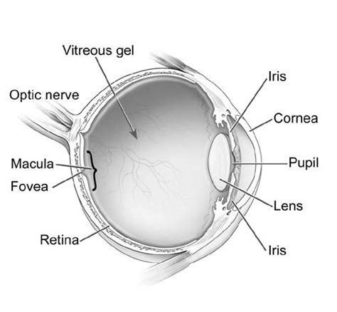 Diagrama del ojo humano-家庭连接 - vwin德赢网