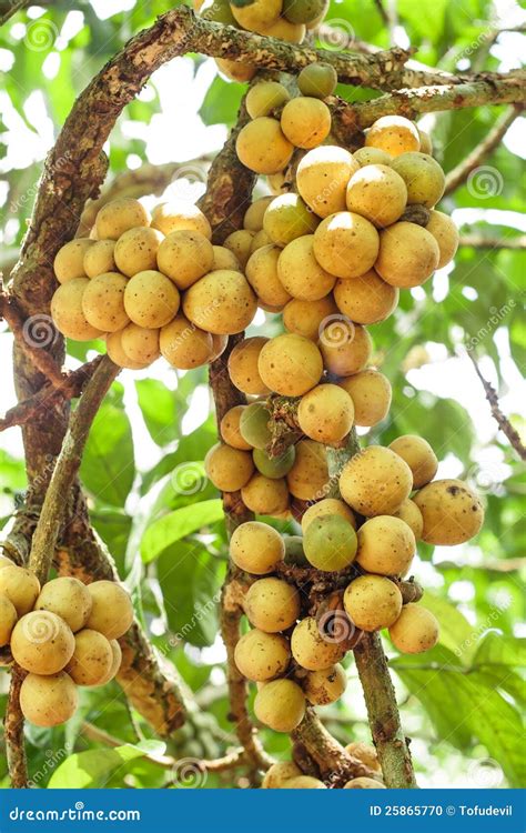 Longkong (langsat) on Tree. Stock Photo - Image of food, langsat: 25865770