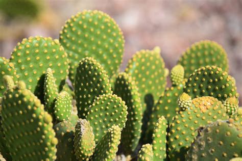 Historic Cactus Garden Review - Grading Gardens