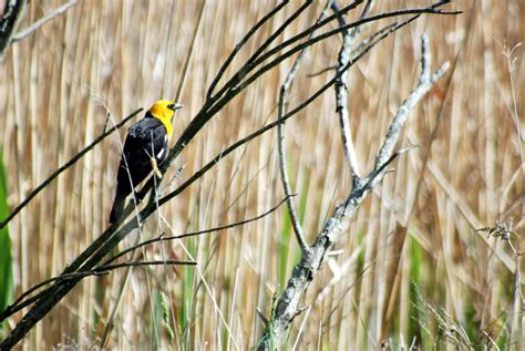 Scribblings from a Lab Notebook: Tawas Point Birding Festival