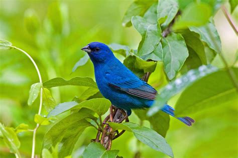 Indigo bunting and its brilliant blue coloring can be seen in our area for another month before ...