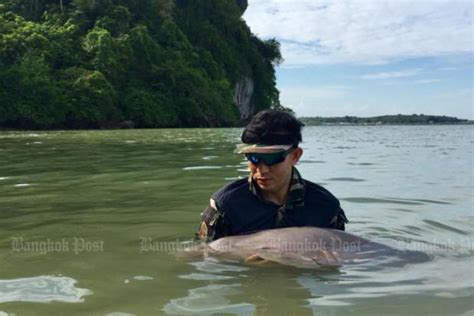 Baby dugong receives survival training Bangkok Post Learning - Learn ...