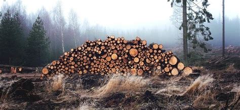 Forest Logging – The Good, Bad, the Really Ugly, and How To Make a Positive Change – Vegan-News.net