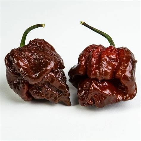 Chocolate Moruga Pepper | Pepper Joe's - Pepper Joe’s