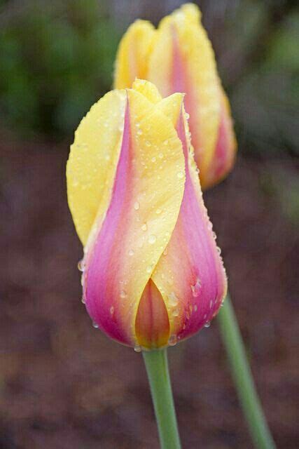 Tulip, warm yellow with soft burgundy pink, awesome. | Amazing flowers, Beautiful flowers ...