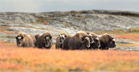 Discover the Largest Musk Ox Ever Caught in Alaska - A-Z Animals