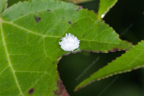 Scale Insect - Stock Image - C003/9444 - Science Photo Library