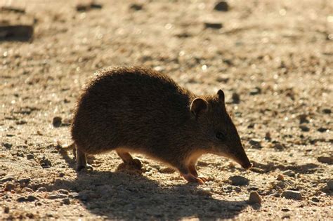 30 Bandicoot Facts About These Solitary Marsupials - Facts.net