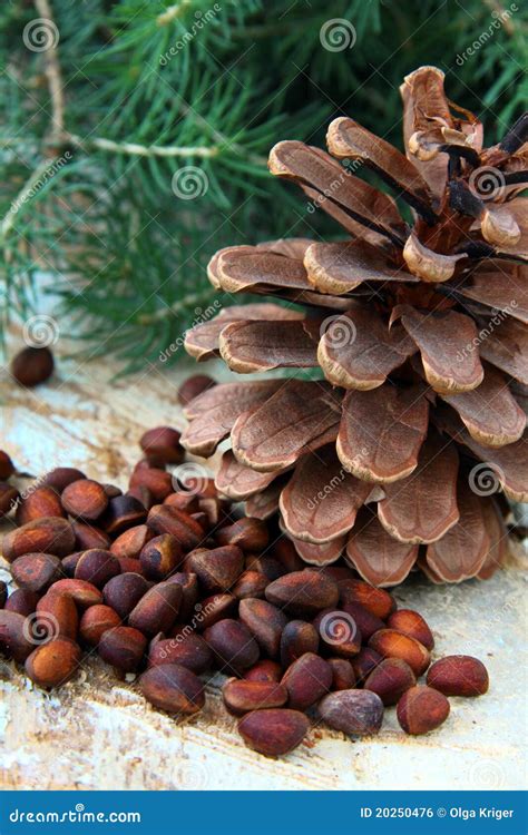 Pine Nuts, with Cedar Cones and Fir Tree Stock Photo - Image of woods ...