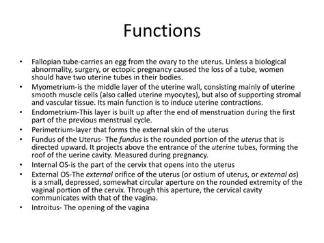 Female Reproductive Anatomy - ppt download