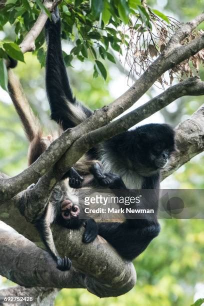 145 Baby Spider Monkeys Stock Photos, High-Res Pictures, and Images ...