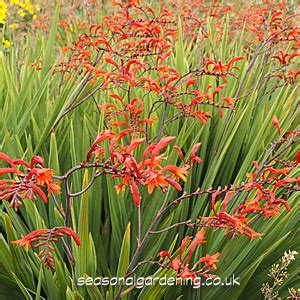 Crocosmia (Montbretia) Planting and Growing Guide