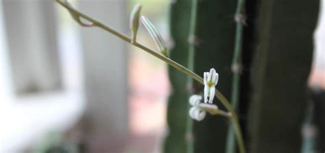 Haworthia Flowering Stem Bloom Explained - PlantCarer