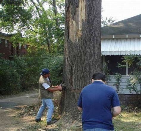 Tree Cutting Fail (4 pics)