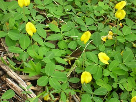 Arachis pintoi (Perennial Peanut4) - Richard Lyons Nursery, Inc.