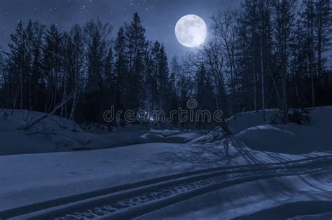 24,159 Forest Moonlight Stock Photos - Free & Royalty-Free Stock Photos ...