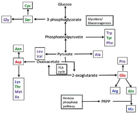 Biosynthesis Pathway