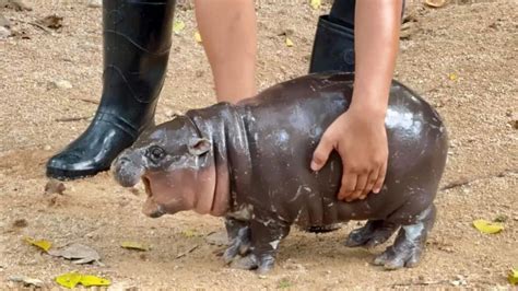 Thailand: Baby hippo Moo Deng becomes viral sensation, faces challenges from overenthusiastic ...