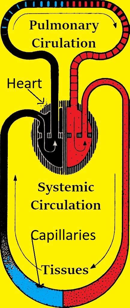 What do you understand by double circulation? Explain the transport and exchange of oxygen and ...