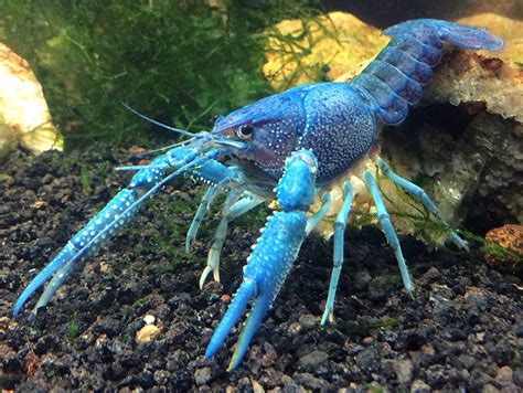 🔥 The endangered Murray Crayfish can live over 40 yrs and grow to over ...