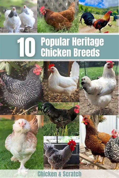 10 Heritage Chicken Breeds For Your Backyard Coop