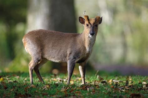 Muntjac in focus - undefined undefined writes on Scribehound