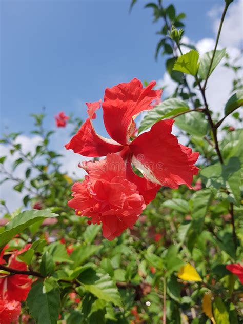 Hibiscus Flower for Malaysian Country Stock Photo - Image of maple ...