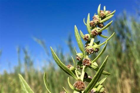 Marsh elder (Iva frutescens) – Seashore to Forest Floor