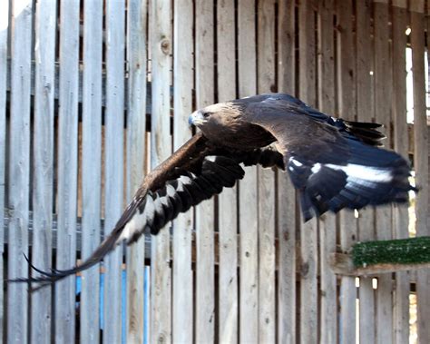 Bird Treatment and Learning Center: Golden Eagle to be released at Hawk Watch