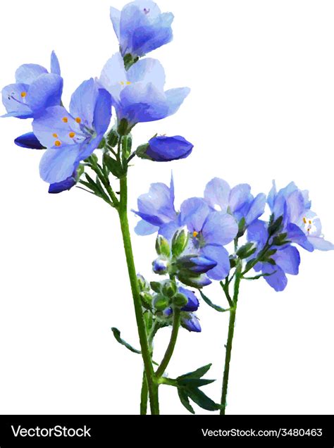 Blue watercolor flowers Royalty Free Vector Image