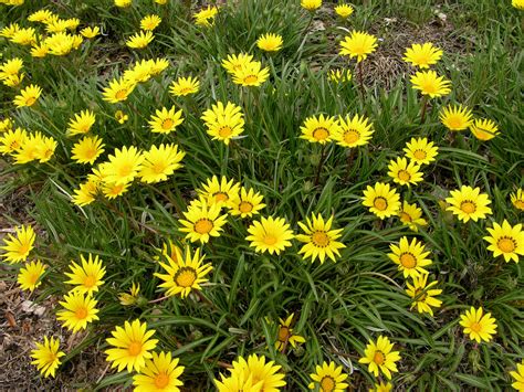 How to Grow Yellow Daisies in Your Garden: 10 Charming Ideas